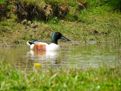 Shoveler (Spatula clypeata) Kenneth Noble