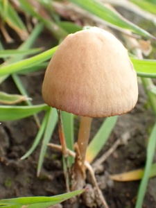 Brown mottlegill (Panaeolina foenisecii ) Kenneth Noble
