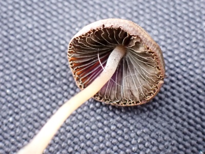 Brown mottlegill (Panaeolina foenisecii ) Kenneth Noble