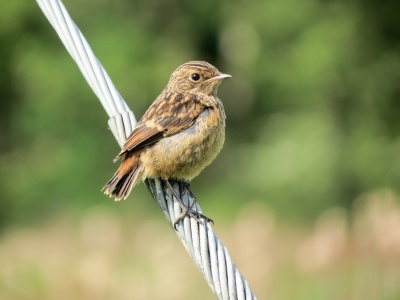 Stonechat (Saxicola torquata) Kenneth Noble