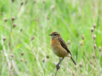 Stonechat (Saxicola torquata) Kenneth Noble