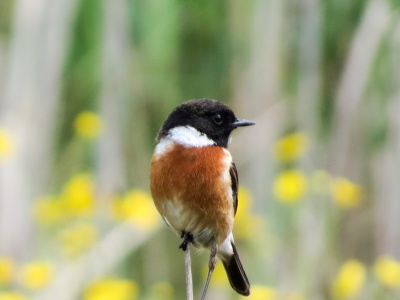 Stonechat (Saxicola torquata) Kenneth Noble