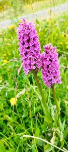Common Spotted (Dactylorhiza fuchsii)  Orchid Kenneth Noble