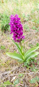 Northern Marsh Orchid (Dactylorhiza purpurella) Kenneth Noble