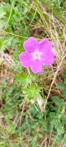Bloody Cranesbill  (Geranium sanguineum) Kenneth Noble