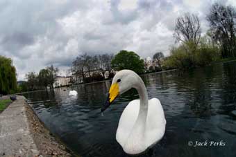 Whooper Swan (Cygnus cygnus) by Jack Perks