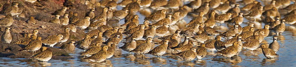 Golden Plover (Pluvialis apricaria) Graham Carey