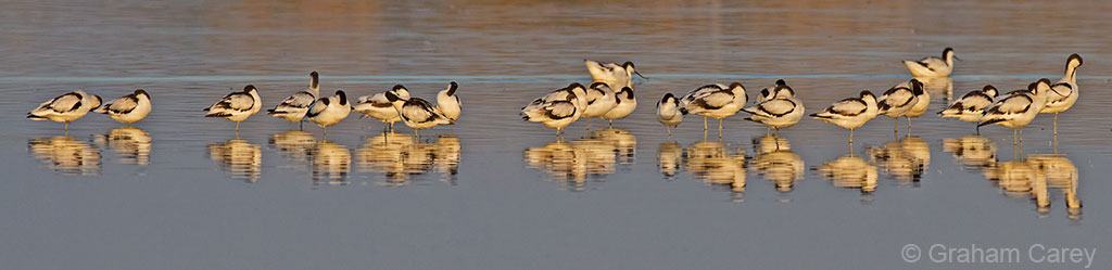 Avocet (Recurvirostra avocetta) Graham Carey