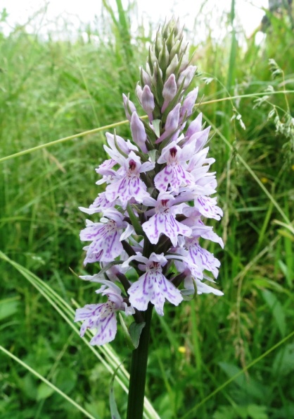 common spotted orchid ex IMG 2009 (1000) - common spotted orchid ex IMG_2009 (1000).JPG common spotted orchid ex IMG_2009 (1000).JPG