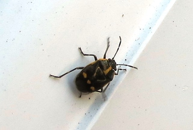 brassica shieldbug ex IMG_9391.JPG