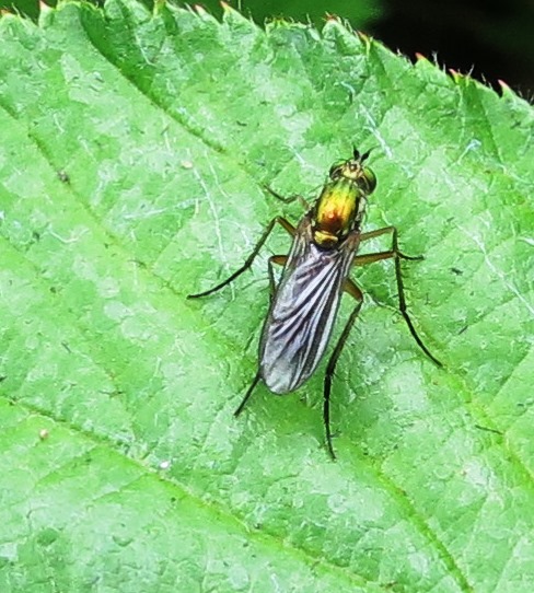 Poecilobothrus nobilitatus ex  IMG_1841.JPG