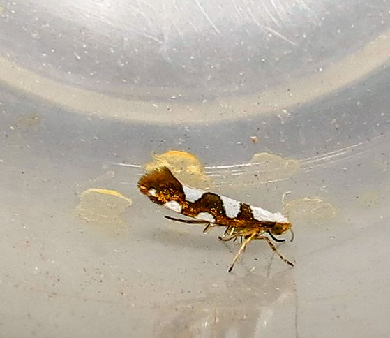 Surrey, July 2021 Argyresthia brockeella ex IMG_5417 (600)_edited.jpg