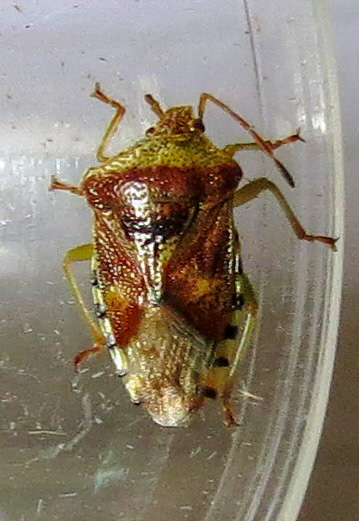 parent bug ex IMG_6090 (2).jpg