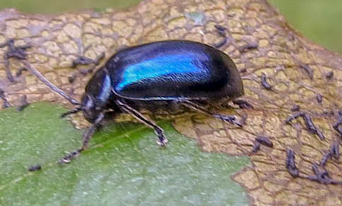 alder leaf beetle ex IMG_18768_edited_edited.jpg