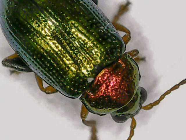 willow flea beetle ex 2022_1006_123521_edited.jpg