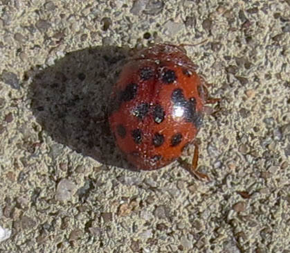 24-spot ladybird ex IMG_20373_edited.jpg