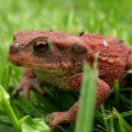 Red toad (Bufo bufo) Kenneth Noble