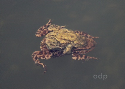 Common Toad pair (Bufo bufo) Alan Prowse