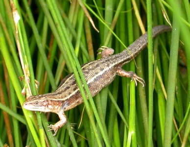 Common or Viviparous Lizard [Lacerta vivipara] Steve Covey
