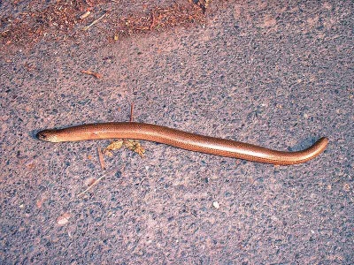 slow worm (Anguis fragilis) Kenneth Noble