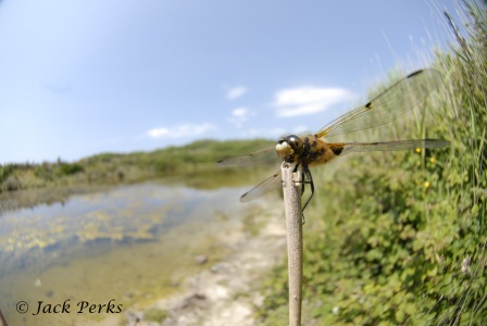 Four spotted chaser (Libellula quadrimaculata) by Jack Perks