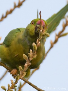 Rose-ringed Parakeet (Psittacula krameri) Graham Carey