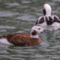 Long-tailed Duck (Clangula hyemalis) Graham Carey