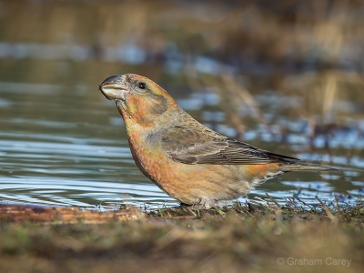 Parrot Crossbill (Loxia pytyosittacus) Graham Carey