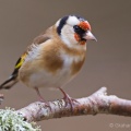 Goldfinch (Carduelis carduelis) Graham Carey