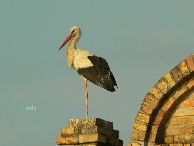 White Stork (Ciconia ciconia) Alan Prowse