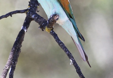 Bee-eater (Merops apiaster) Steve Covey