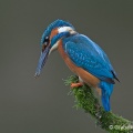 Kingfisher (Alcedo atthis) Graham Carey