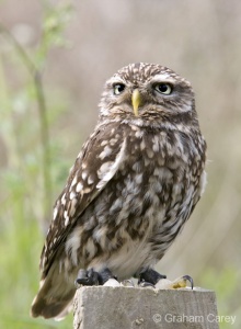 Little Owl (Athene noctua) Graham Carey