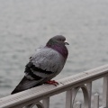Feral Pigeon (Columba livia) Mark Elvin