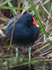 Rails, Moorhen and Coot