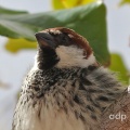 Spanish Sparrow (Passer hispaniolensis), male, Alan Prowse