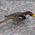Spanish Sparrow (Passer hispaniolensis), breeding season male, Alan Prowse