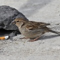 Spanish Sparrow (Passer hispaniolensis), breeding season female, Lanzarote, February, Alan Prowse