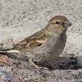Spanish Sparrow (Passer hispaniolensis), breeding season female, Lanzarote, February, Alan Prowse