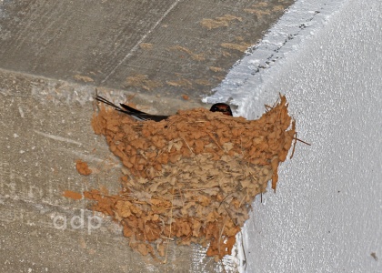 Nest of Barn Swallow (Hirundo rustica) Alan Prowse