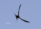 Barn Swallow (Hirundo rustica) Alan Prowse