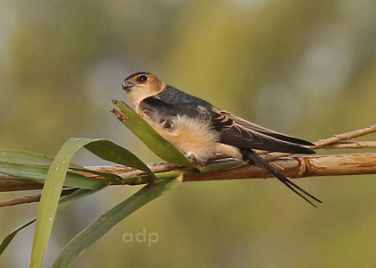 Red-rumped Swallow juvenile (Hirundo daurica) Alan Prowse
