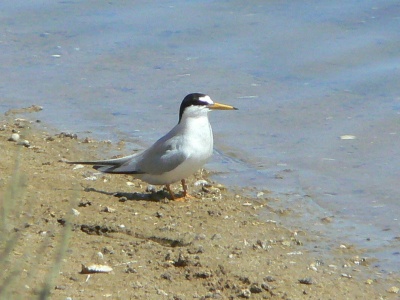 Little Tern (Sterna albifrons) Alan Prowse