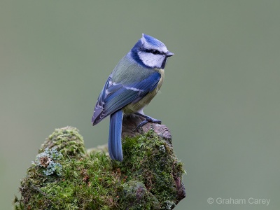 Blue Tit (Cyanistes caeruleus) Graham Carey