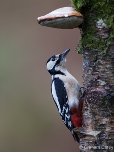 Great-spotted Woodpecker (Dendrocopos major) Graham Carey