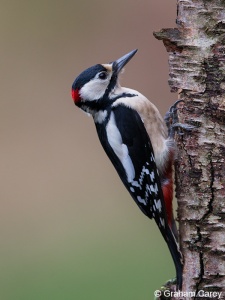 Great-spotted Woodpecker (Dendrocopos major) Graham Carey