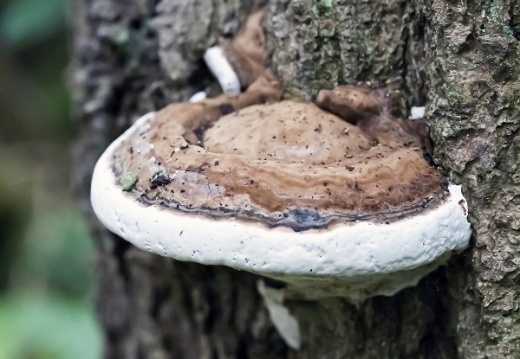 Basket fungi (Ganoderma lucidum) Alistair Morrell