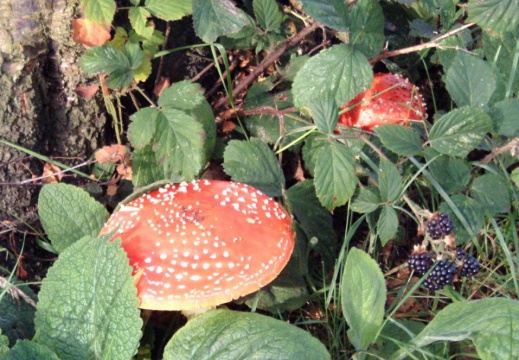Amanita muscaria (Fly Agaric) Alan Prowse