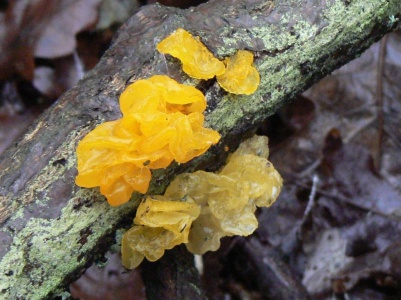 Tremella mesenterica (Yellow Brain Fungus) Alan Prowse