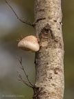 Birch Polypore (Piptoporus butulinus) Graham Carey